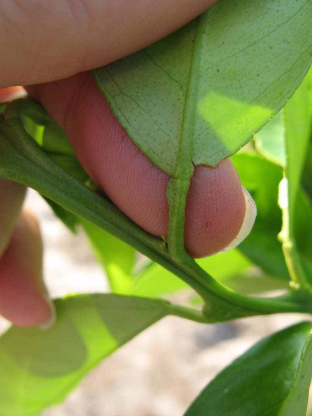            Petiole (Succari, Winter Haven, FL)   